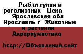 Рыбки гуппи и роголистник › Цена ­ 20 - Ярославская обл., Ярославль г. Животные и растения » Аквариумистика   